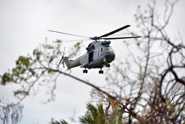 Le Puma néo-calédonien en action aux Vanuatu.